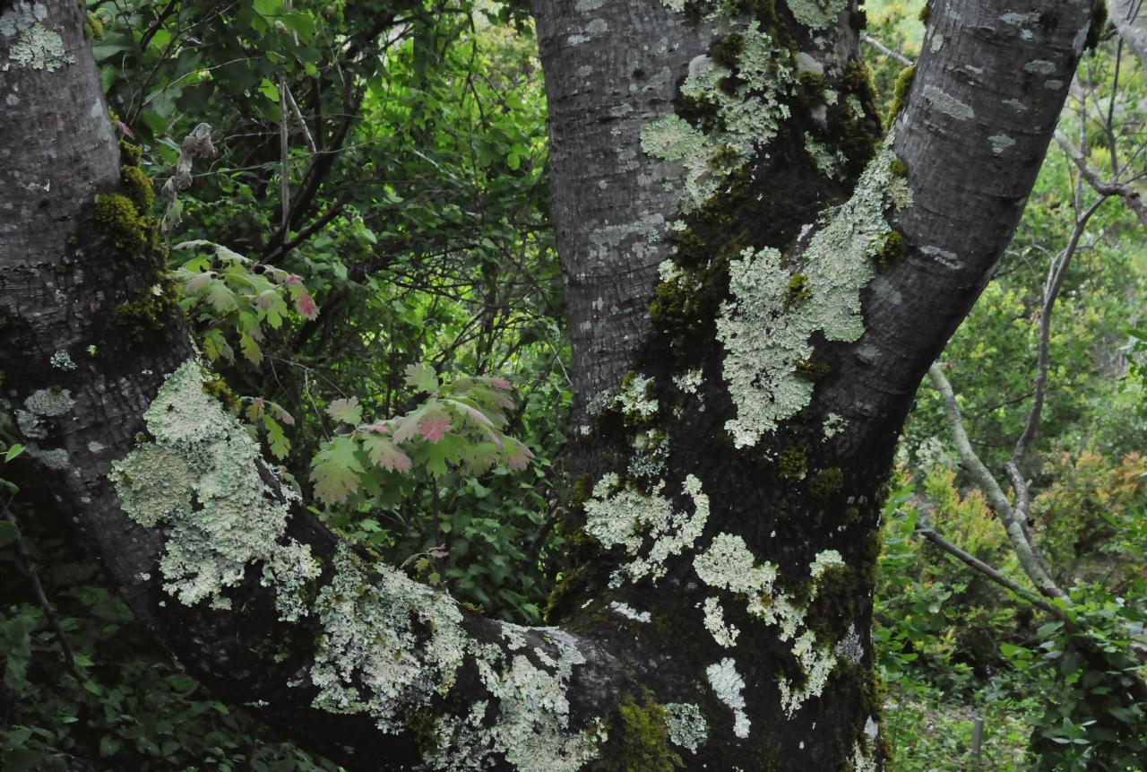 ./Black_Oak_Tree_20100518_125532_4830BCX.jpg