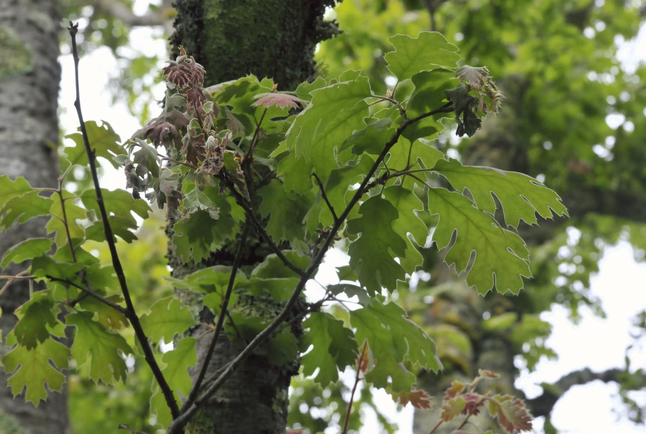 ./Black_Oak_Tree_20100518_125550_4823BCX.jpg