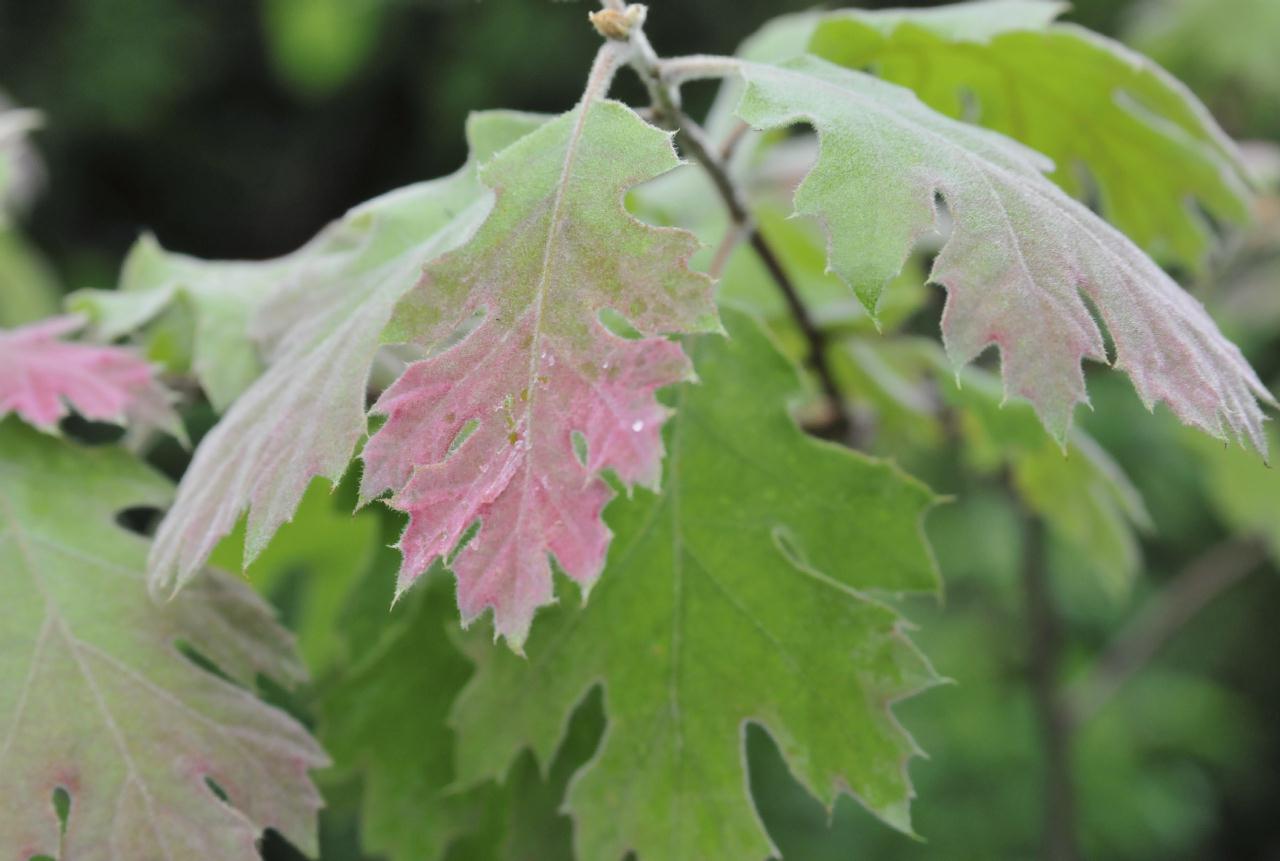 ./Black_Oak_Tree_20100518_125646_4835BCX.jpg