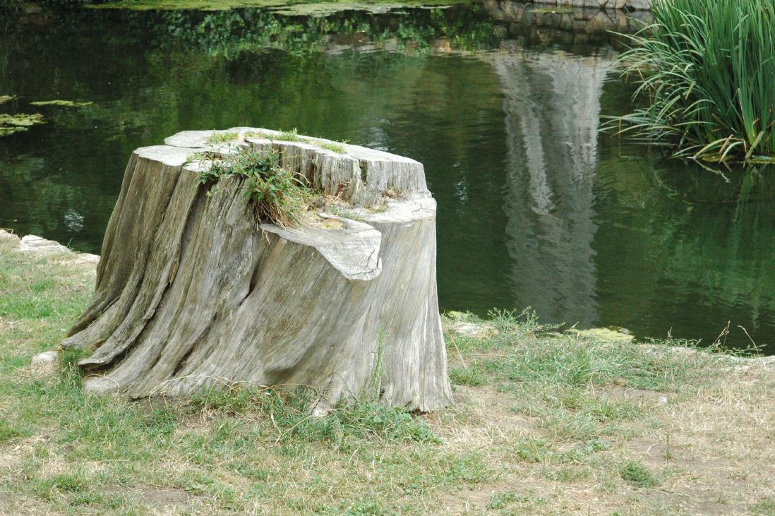 ./Stump_2006_02.jpg