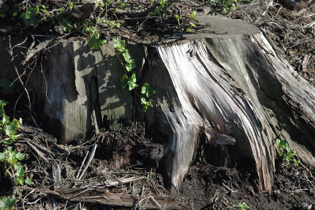 ./Stump2006_08.jpg