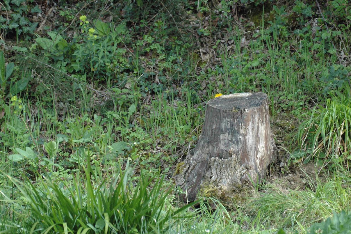 ./Stump2007_13.jpg