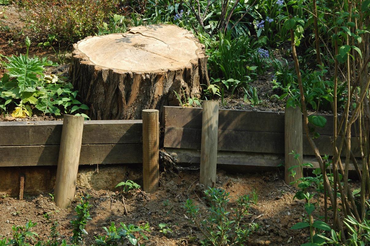 ./Stump2007_14.jpg