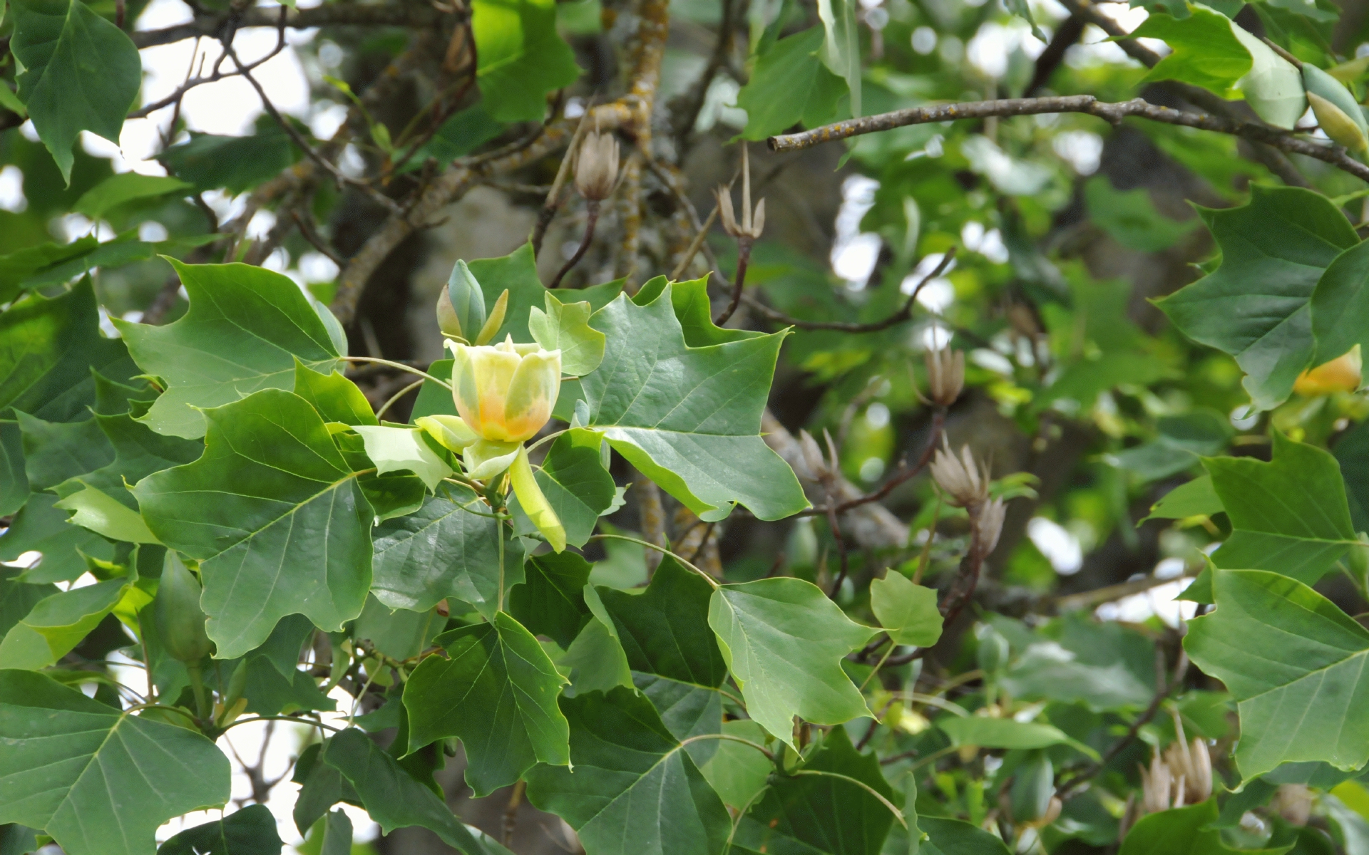 ./Tulip_Tree_20220529_151949_C22_0631.jpg