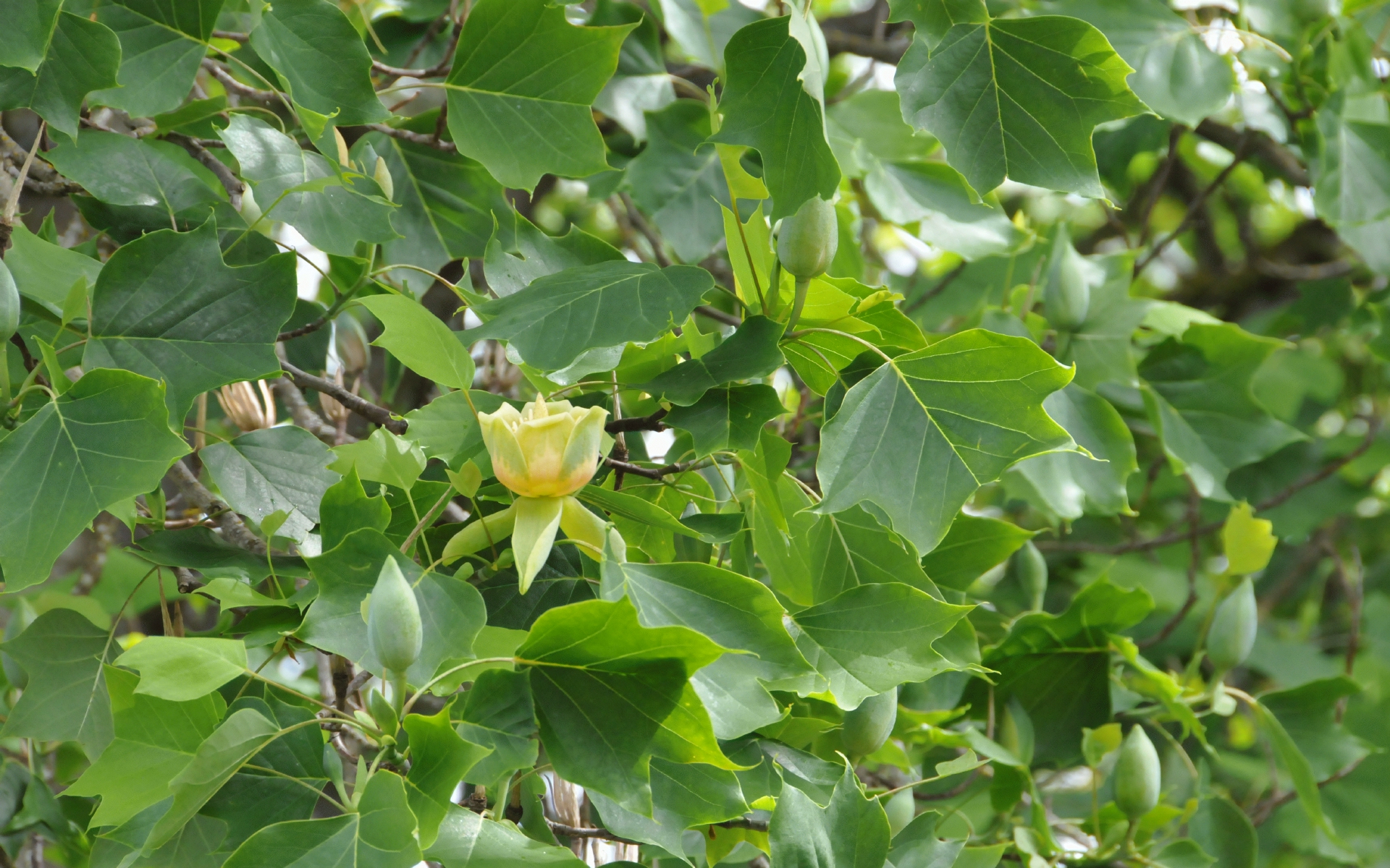 ./Tulip_Tree_20220529_152906_C22_0632.jpg