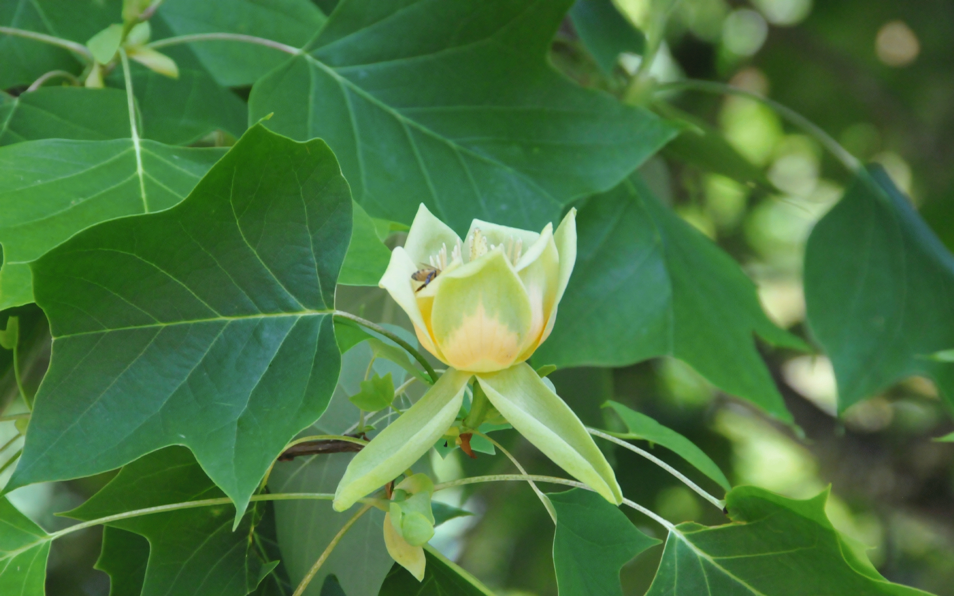 ./Tulip_Tree_20210526_161223_C21_0636.jpg