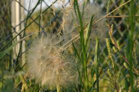 Weeds_20060000_02.jpg