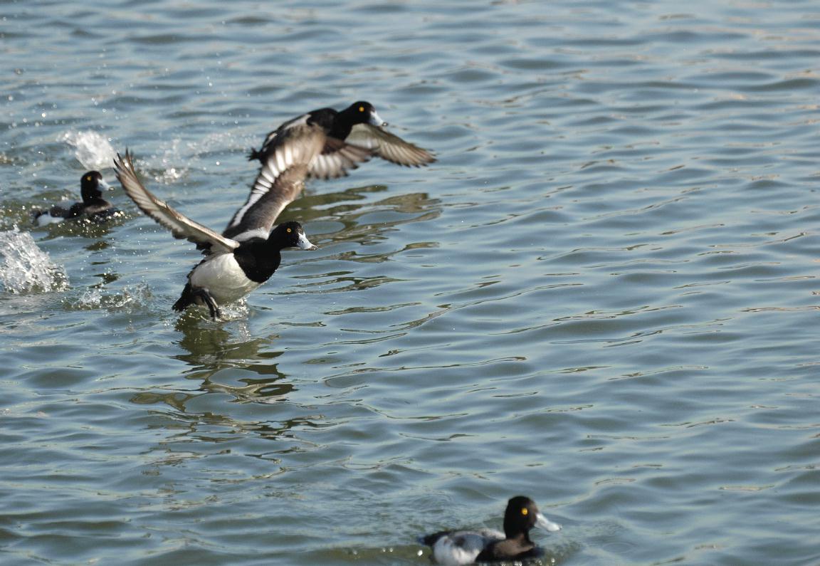 ./FeedingDucksLakeMerritt2008_02_0606T.jpg