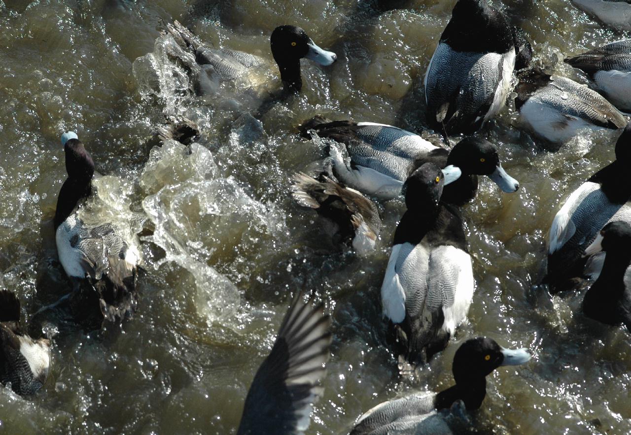 ./FeedingDucksLakeMerritt2008_11_0210B.jpg