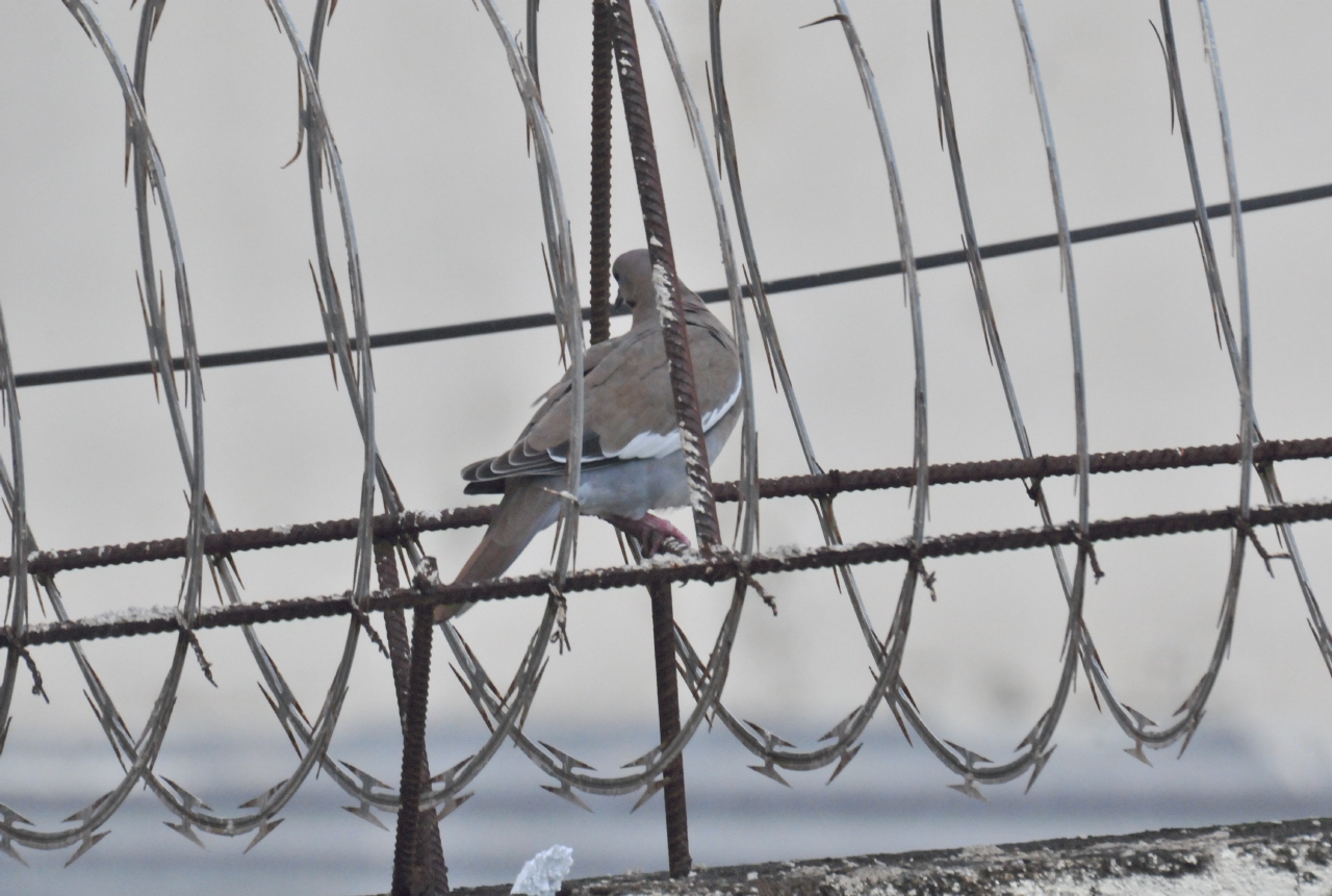 ./Razor_Wire_20111120_062545_San_Juan_Del_Sur_TC1_0851.jpg