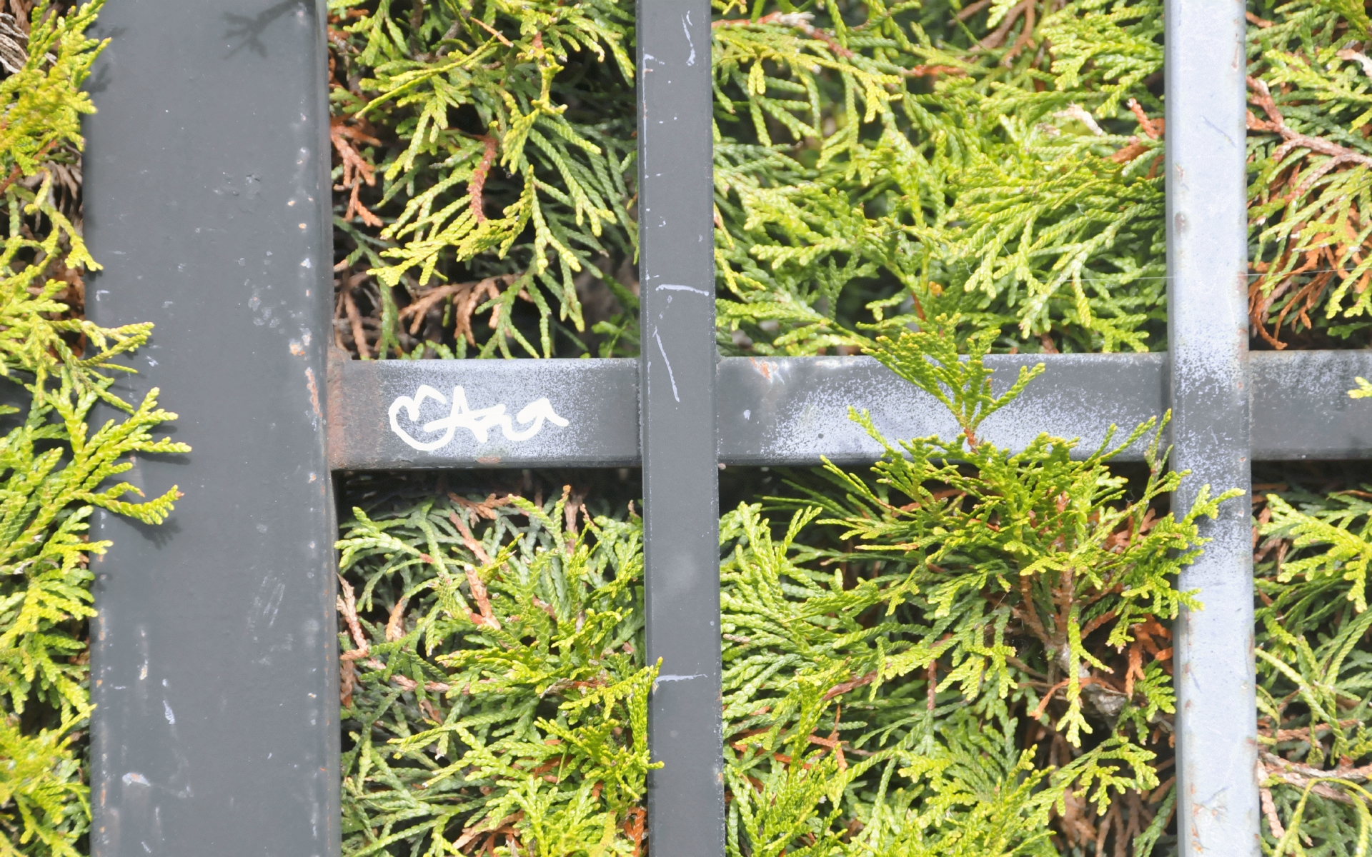 ./Fence_With_Hedge_20211128_123951_C21_1282.jpg