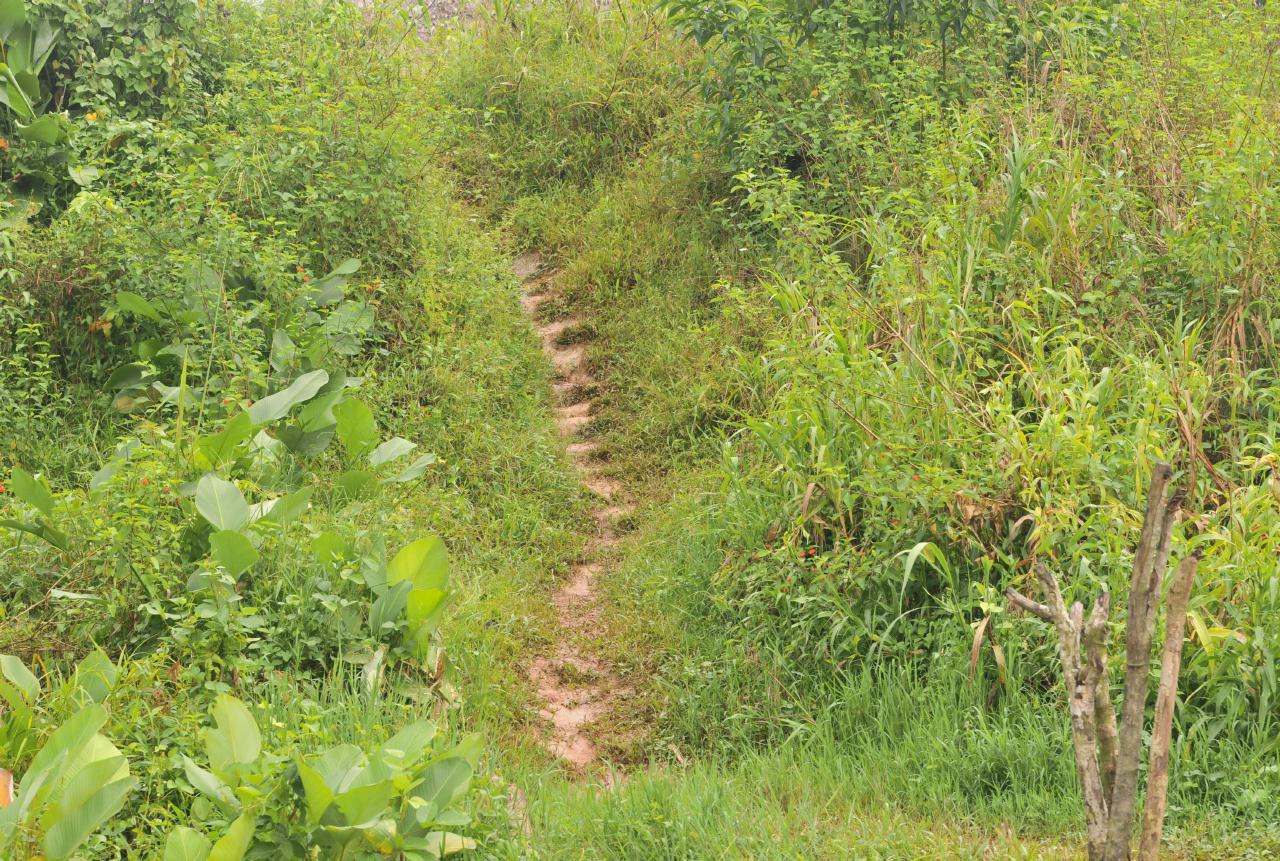 ./StairsAmazonRiverPeru20090410_074412_3182BCX.jpg