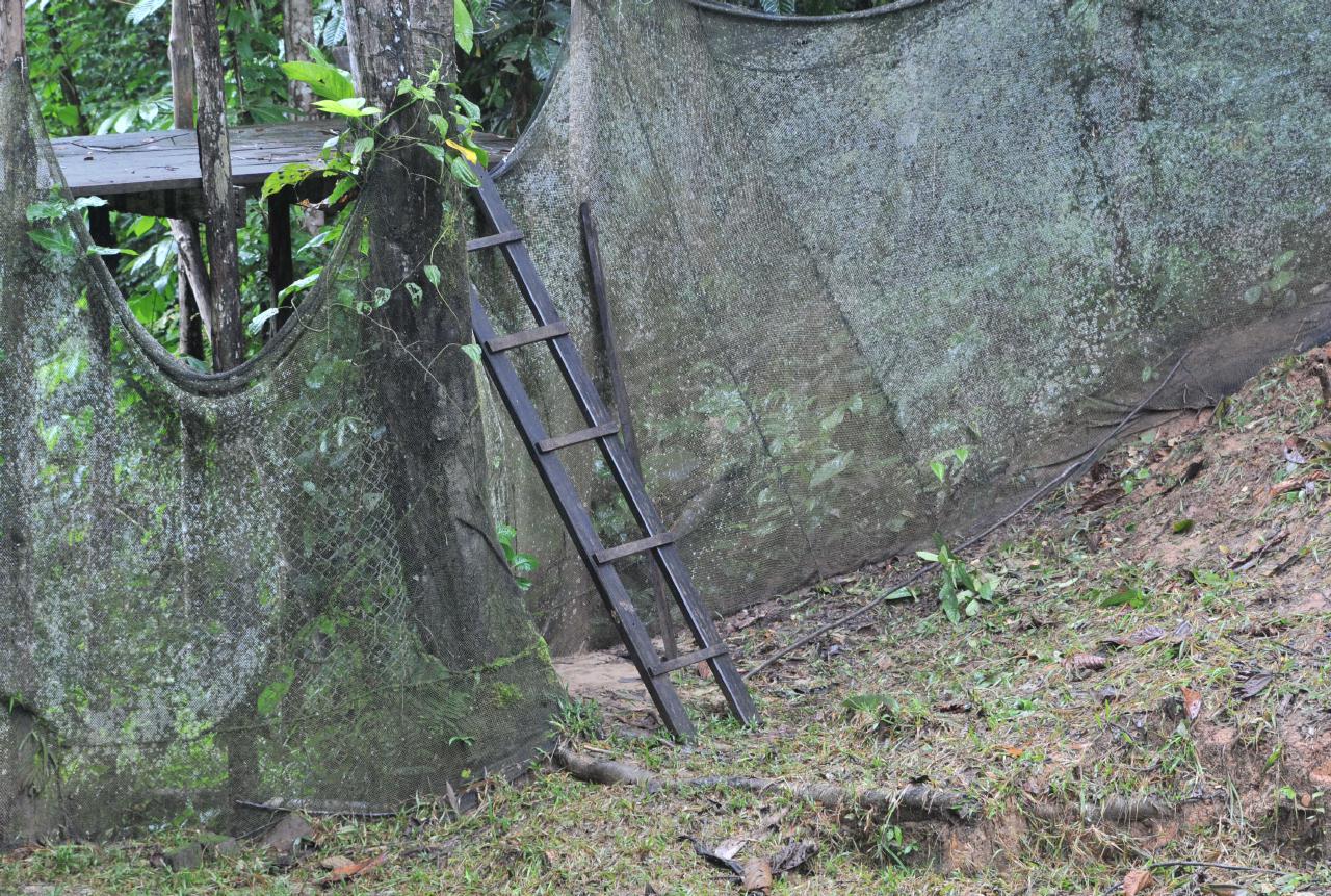 ./Ladder_Tool_20090409_100856_Amazon_Peru_3093BCX.jpg