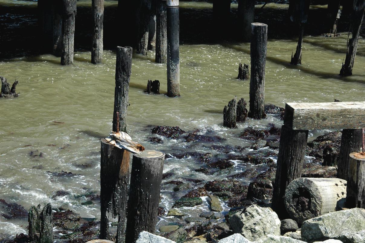 ./Marine_Piling_20080427_113720_Embarcadero_SF_2220B.jpg