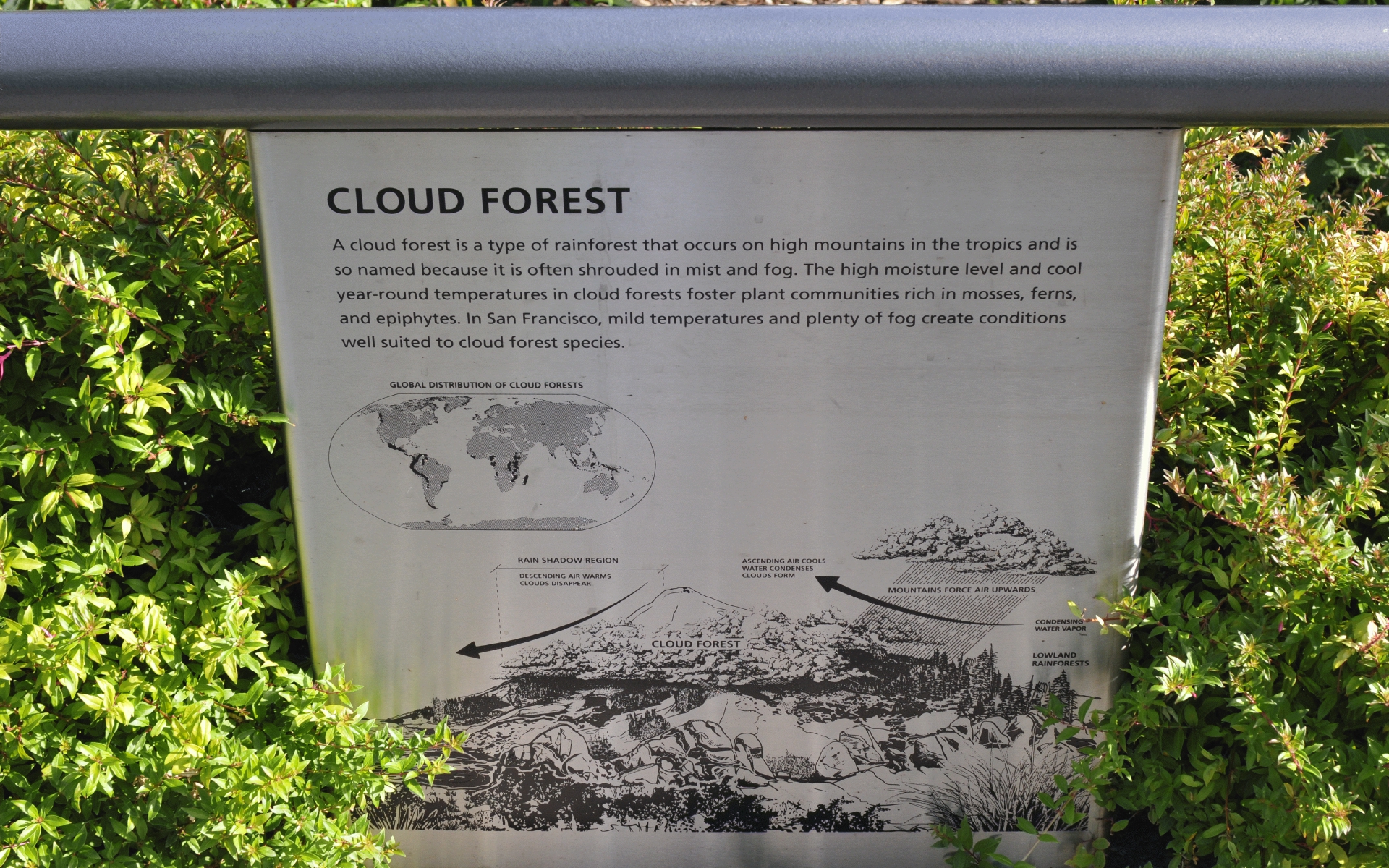 ./cloud_Forest_Roof_Garden_Salesforce_Transit_Center_20191012_154255_C19_4147.jpg