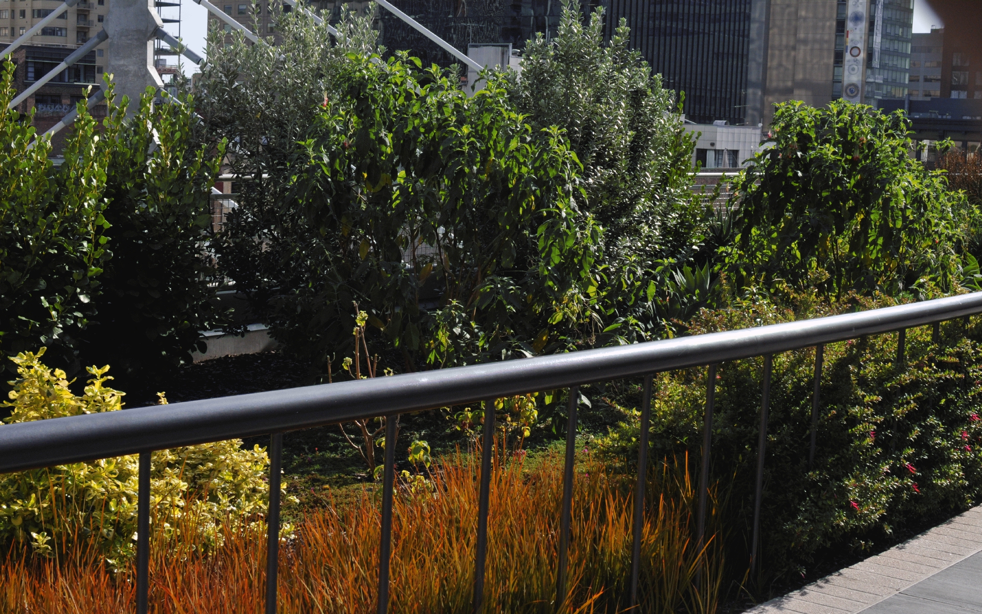 ./cloud_Forest_Roof_Garden_Salesforce_Transit_Center_20191012_154330_C19_4151.jpg