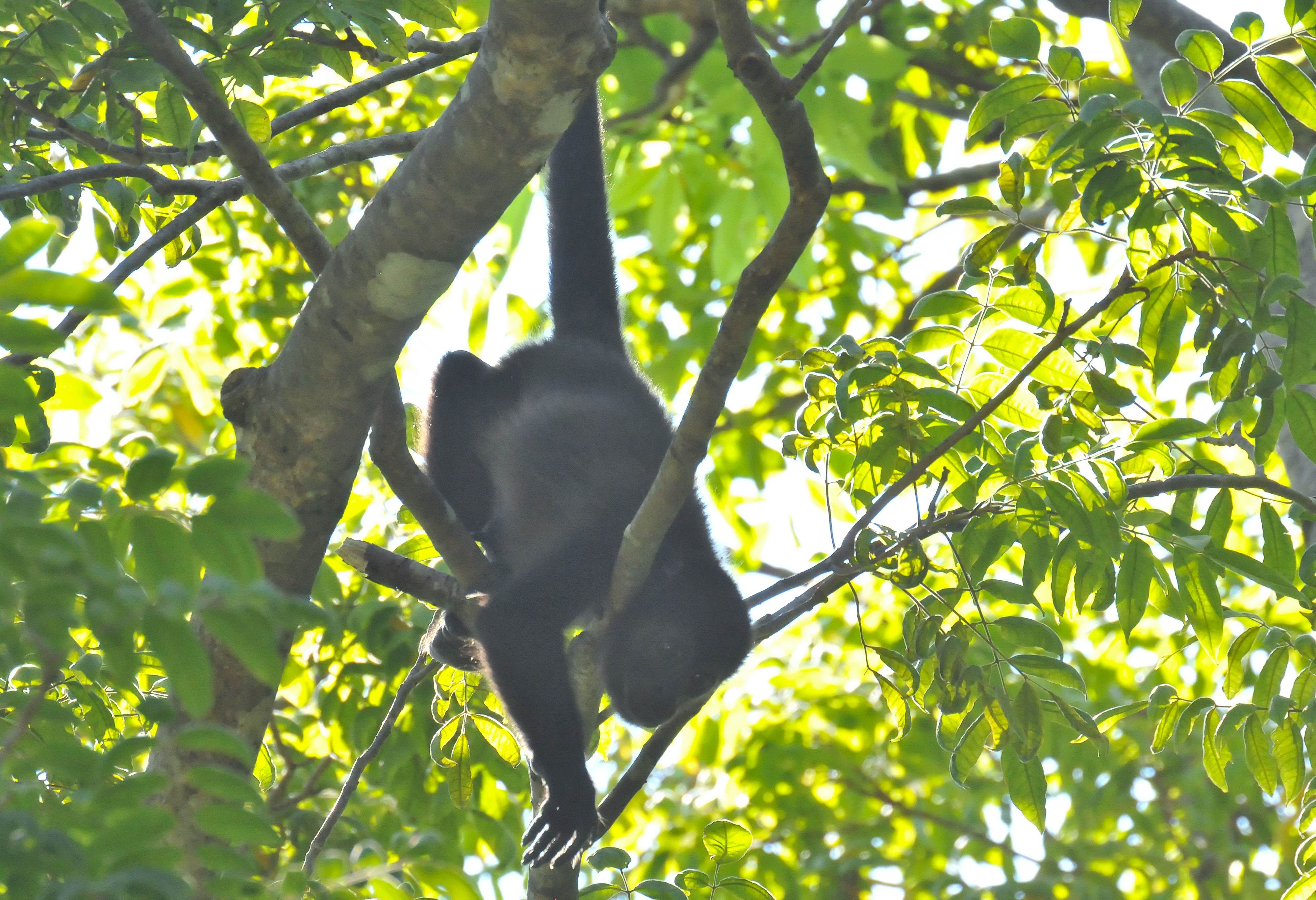 ./Costa_Rica_20140508_083958_T14_1131-Edit.jpg