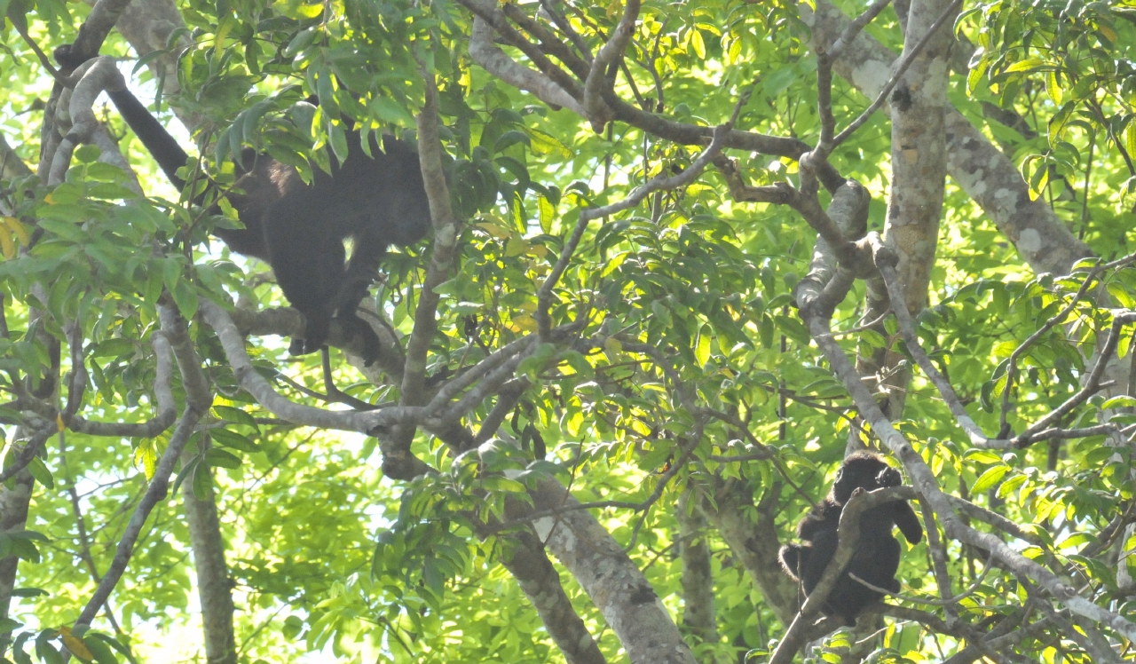 ./Costa_Rica_20140508_083347_T14_1109.jpg